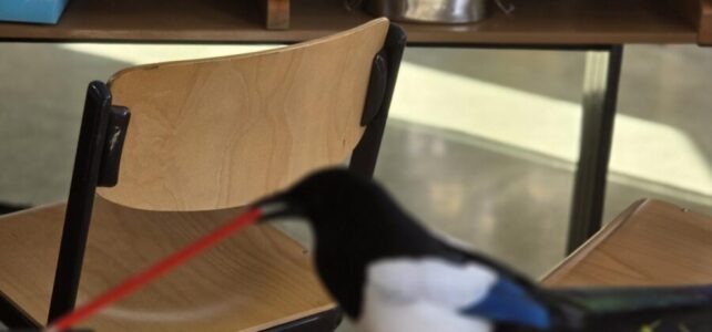 EMS Grünbach – wo sogar Vögel gerne zur Schule gehen