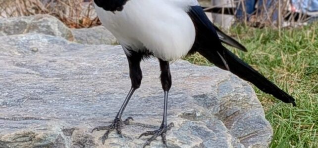 EMS Grünbach – wo sogar Vögel gerne zur Schule gehen